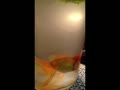 金魚の獅子頭はとってもキュート