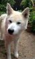 奈良県★迷子犬（中型 老犬 茶色）★探しています。