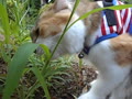 散歩猫みけちゃん～猫草を食べる日々。７月３０日