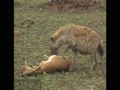 Hyenas attack