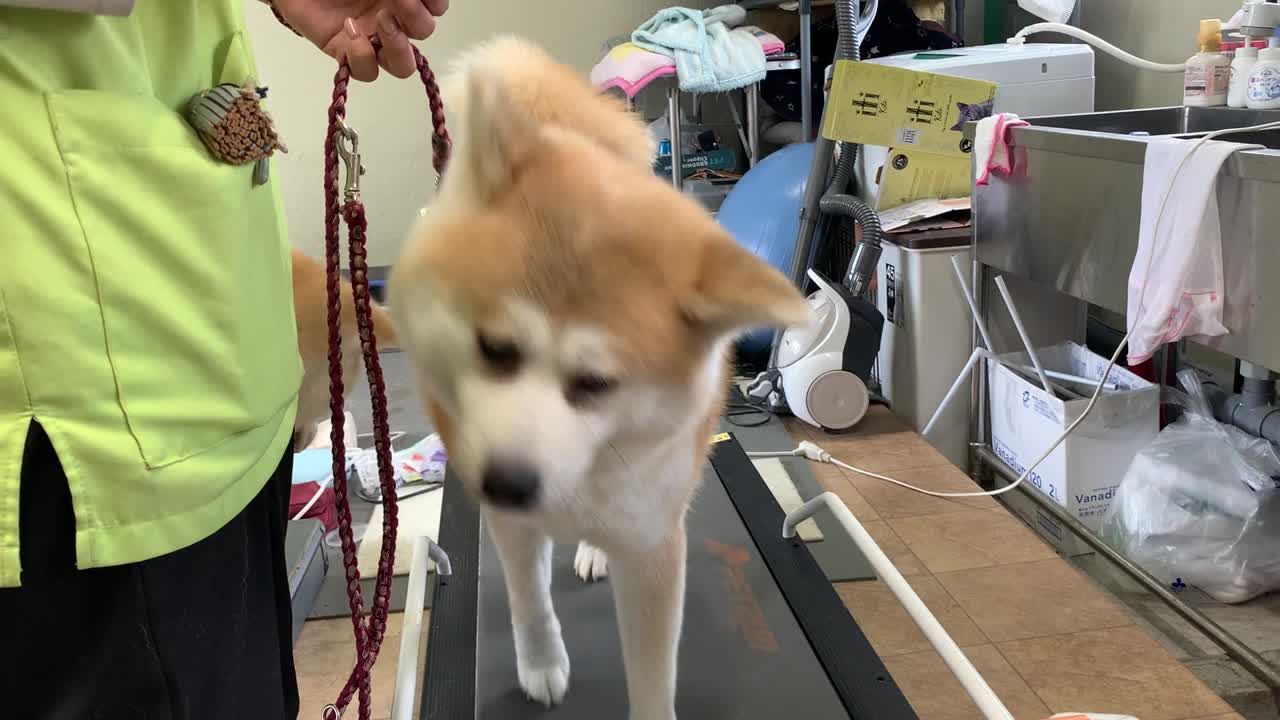 秋田犬すずらん　すーちゃんが頑張ってる横で桃太郎オヤツ待ち
